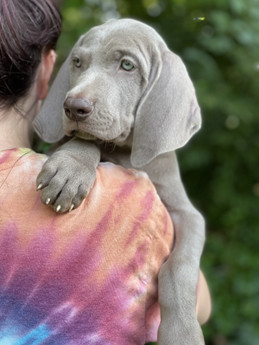 Akc Zac | Puppy Area