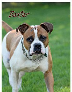 Baxter