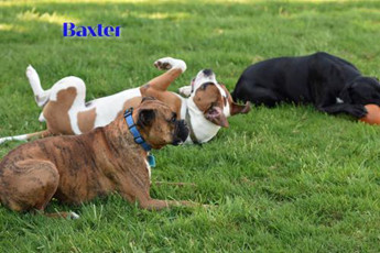 Baxter
