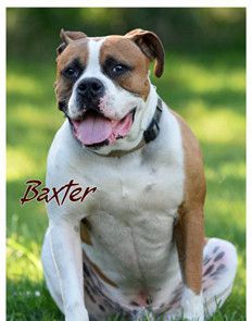 Baxter