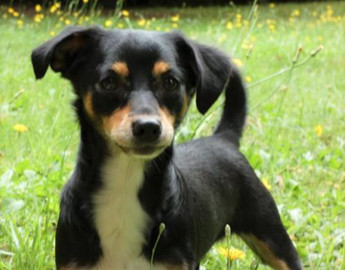 Brad a Cavalier King Charles-Dachshund