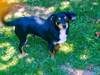 Brad a Cavalier King Charles-Dachshund