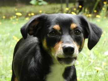 Brad a Cavalier King Charles-Dachshund