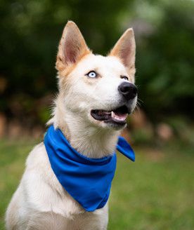 FLETCHER - Blue-Eyed Good Luck!