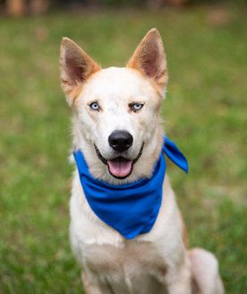 FLETCHER - Blue-Eyed Good Luck!