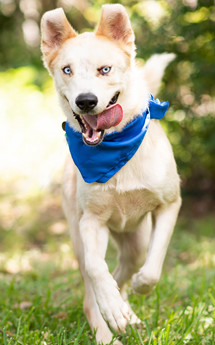 FLETCHER - Blue-Eyed Good Luck!