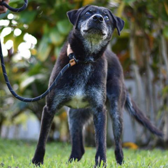 Koa