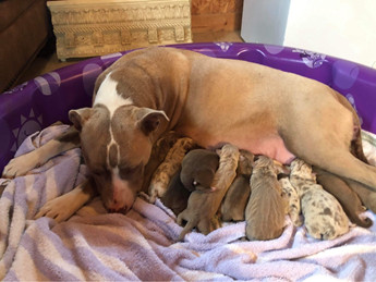Mama Sophie