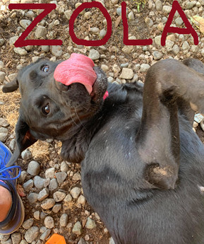 Zola