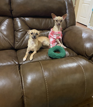 Sugar Baby and Spice (bonded pair)