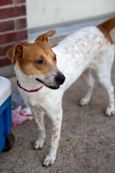 Lola (Border Momma)