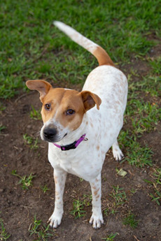 Lola (Border Momma)