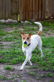 Lola (Border Momma)