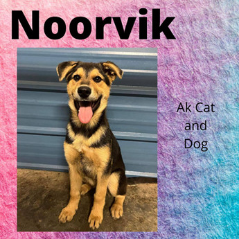 Noorvik