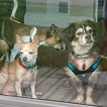 Mr Pickles - Puppy Area