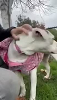 Daisy- sweet and mellow girl - Puppy Area