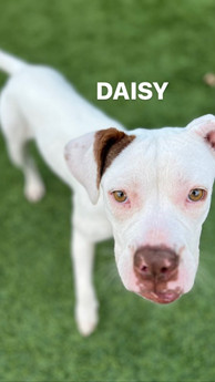Daisy- sweet and mellow girl - Puppy Area