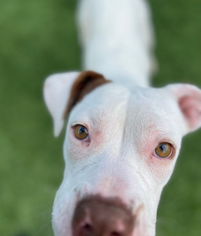 Daisy- sweet and mellow girl - Puppy Area