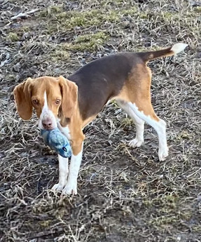 MARGEE—HEARTWORM NEGATIVE, YOUNG PUREBRED BEAGLE