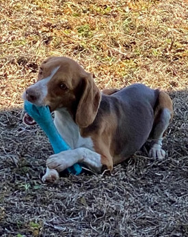 MARGEE—HEARTWORM NEGATIVE, YOUNG PUREBRED BEAGLE