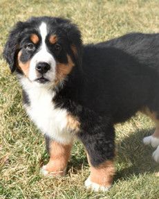 Bailey