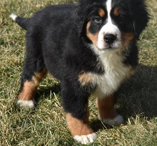 Bailey