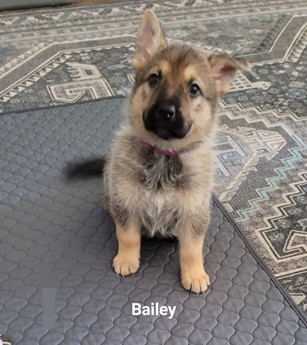 Bailey Arriving 2-21-2023
