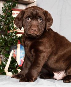 Barney