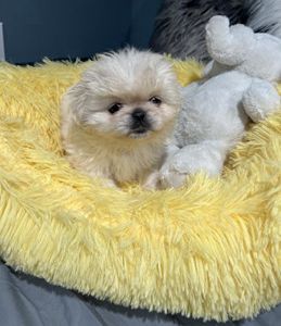 Chloe