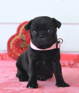 Cutie