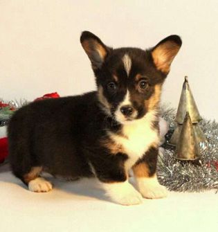 Dasher