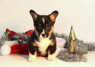 Dasher
