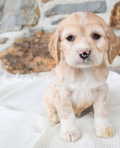 Foster