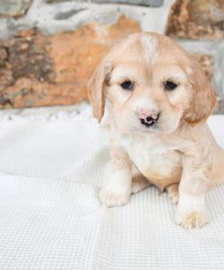 Foster