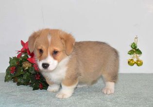 Jingles
