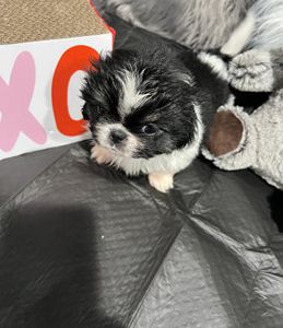 Maxx