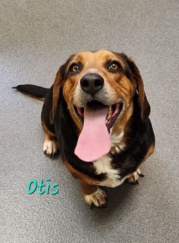 Milo & Otis - Puppy Area