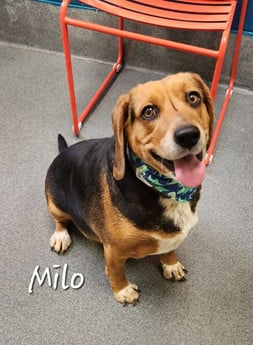 Milo & Otis - Puppy Area