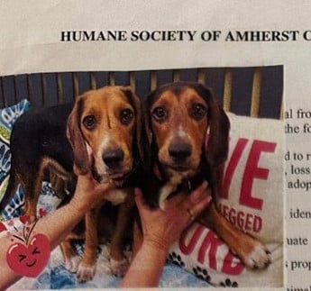 Milo & Otis - Puppy Area