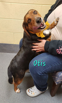 Milo & Otis - Puppy Area