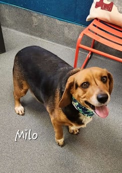 Milo & Otis - Puppy Area