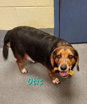 Milo & Otis - Puppy Area