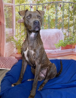 Mud Pie - Puppy Area