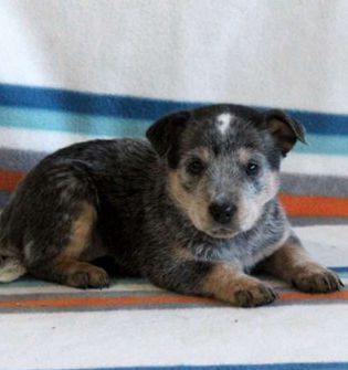 Stella