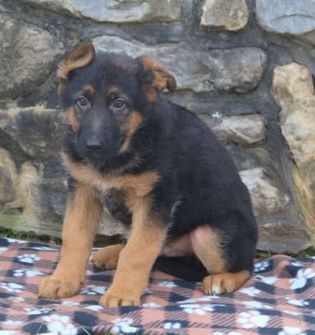 Timo