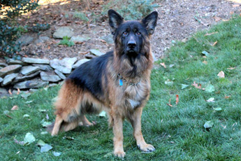 Timo