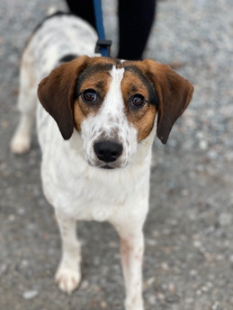 Betty Spaghetti - Puppy Area