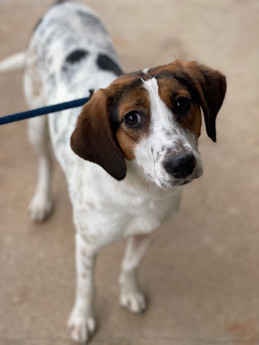 Betty Spaghetti - Puppy Area