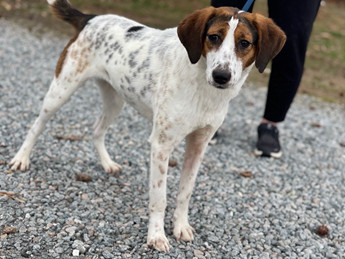 Betty Spaghetti - Puppy Area