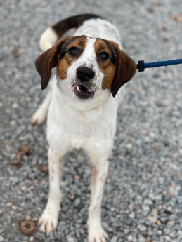 Betty Spaghetti - Puppy Area